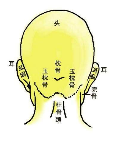 天庭骨隆起|观骨